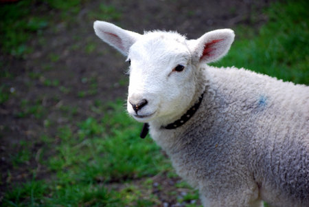 lamb