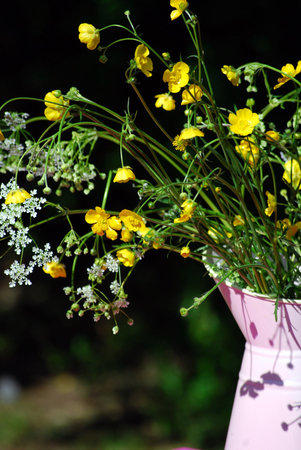 wild flowersの写真素材