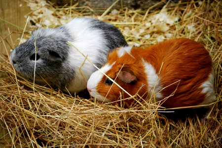 guinea pigs