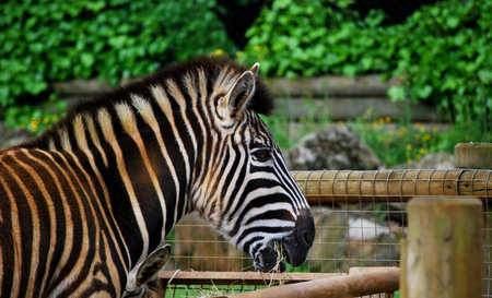 Zebraの写真素材
