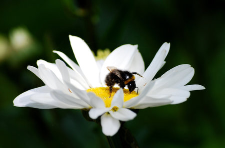 bee on daisyの写真素材