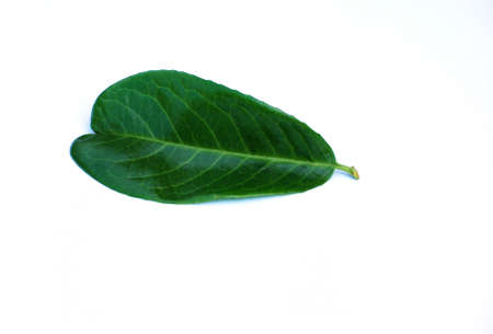 green box leafの写真素材