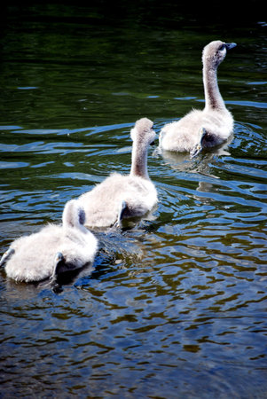 swimming signetsの写真素材