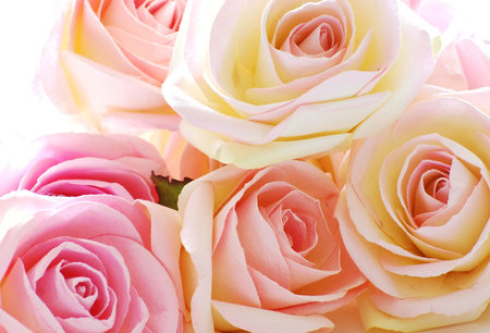 paper rosesの写真素材