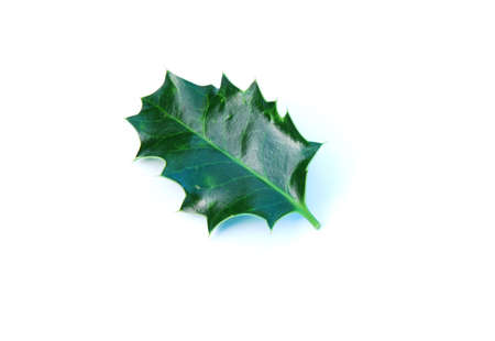 holly leafの写真素材