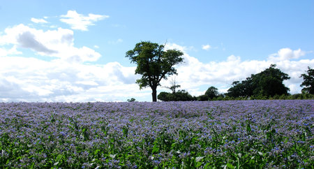 blue flower fieldsの写真素材