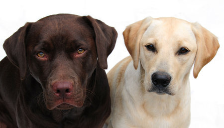 two labradorsの写真素材