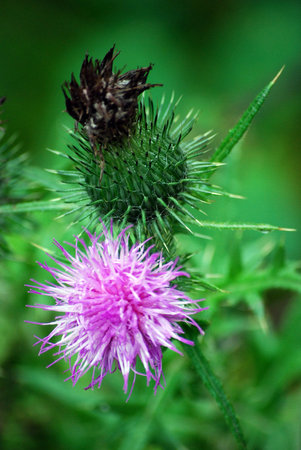 milk thistleの写真素材