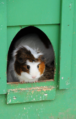 guinea pig