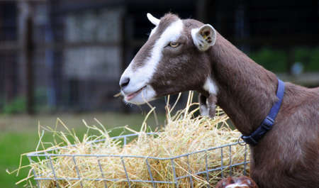 goat eating hayの写真素材