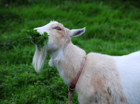 pygmy goat eating vegetationの写真素材