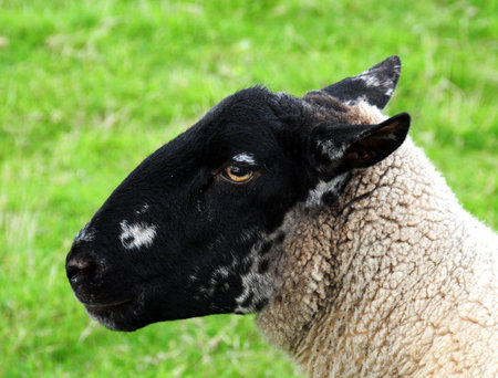 sheepの写真素材