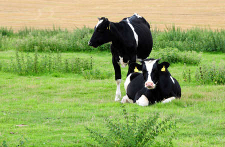 fresian cowsの写真素材