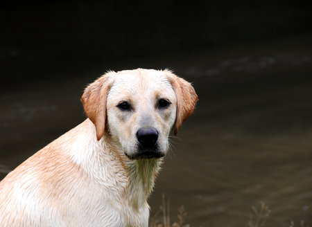 labrador puppyの写真素材