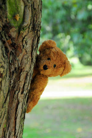 tree climbing bearの写真素材