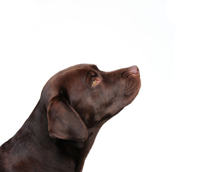 chocolate labrador