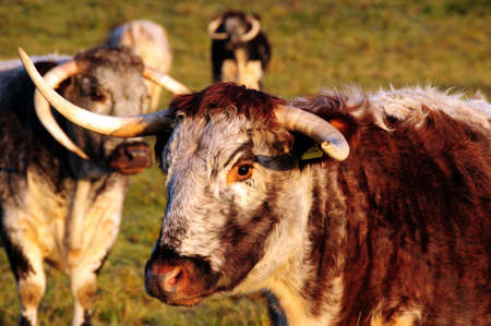 longhorn cattleの写真素材