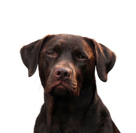 Proud chocolate labradorの写真素材