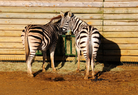 zebra