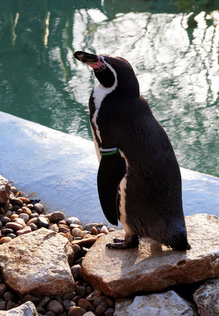 penguinの写真素材