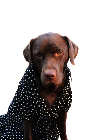 Labrador in her best dress