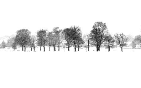 row of trees in snowの写真素材