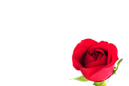 single red roseの写真素材