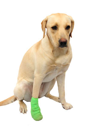Labrador with poorly footの写真素材