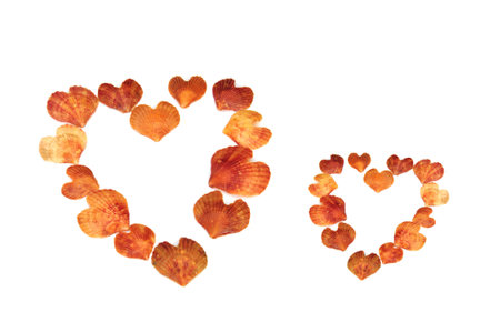 sea shell heartsの写真素材