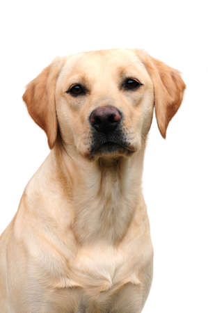 adorable labradorの写真素材