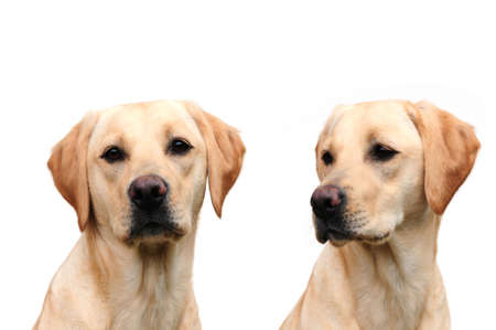 Double trouble, two labrador sistersの写真素材