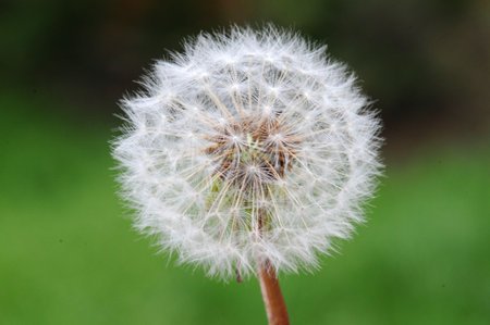 dandelion seeds