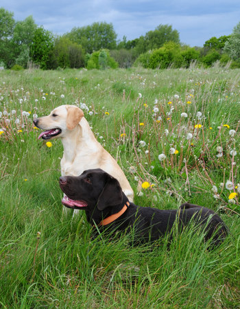 puppies in a summer fieldの写真素材