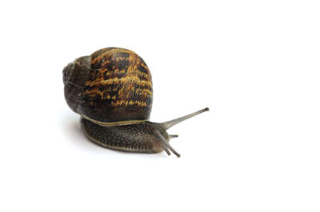 snailの写真素材