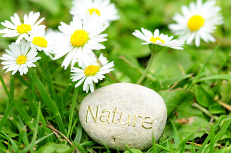 nature in daisiesの写真素材