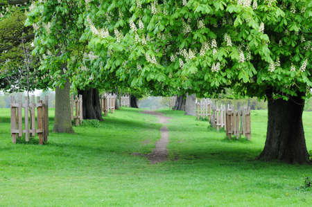 horse chestnut walkwayの写真素材