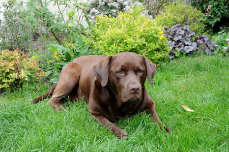 chocolate labradorの写真素材