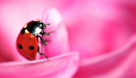 ladybug on pink petalsの写真素材