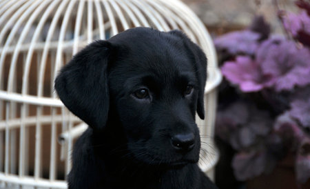 puppy labradorの写真素材