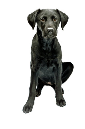 sitting puppy labrador isolated on whiteの写真素材