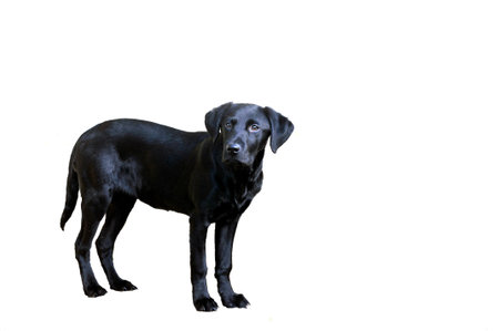 black labの写真素材