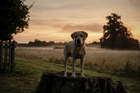 labradorの写真素材
