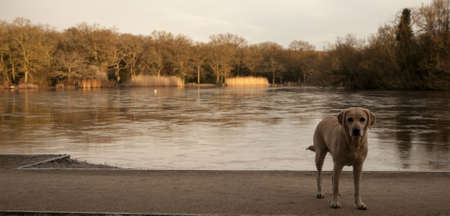 labradorの写真素材