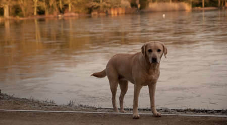 labradorの写真素材