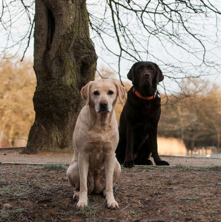 labradorの写真素材