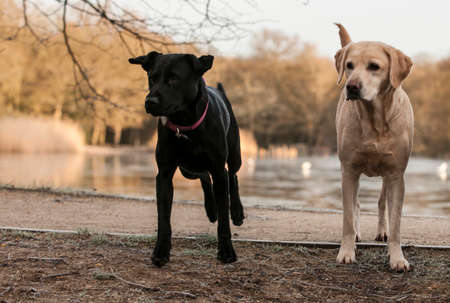 labradorの写真素材