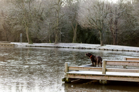 labrador