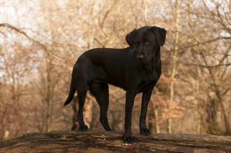 labradorの写真素材