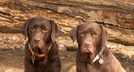 labradors