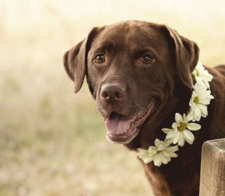 labradorの写真素材